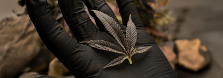 Cultivo Legal de Cannabis en Chubut