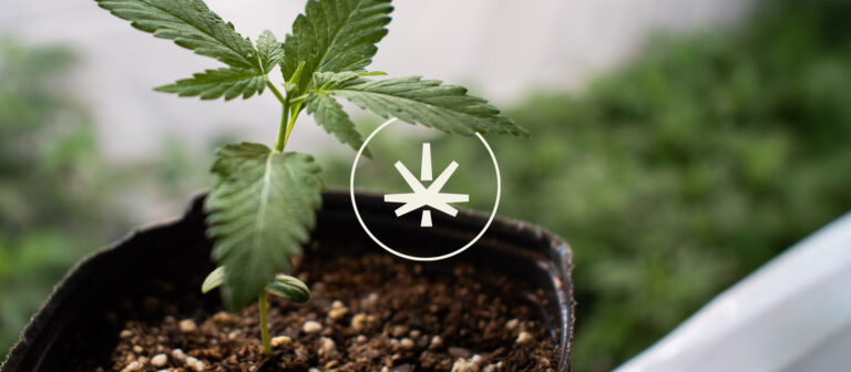 Trazabilidad del cultivo: qué significa en la práctica