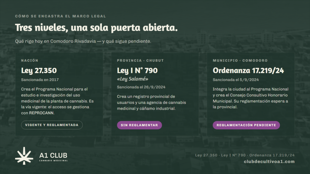 Consejo Consultivo de Cannabis Comodoro: qué es